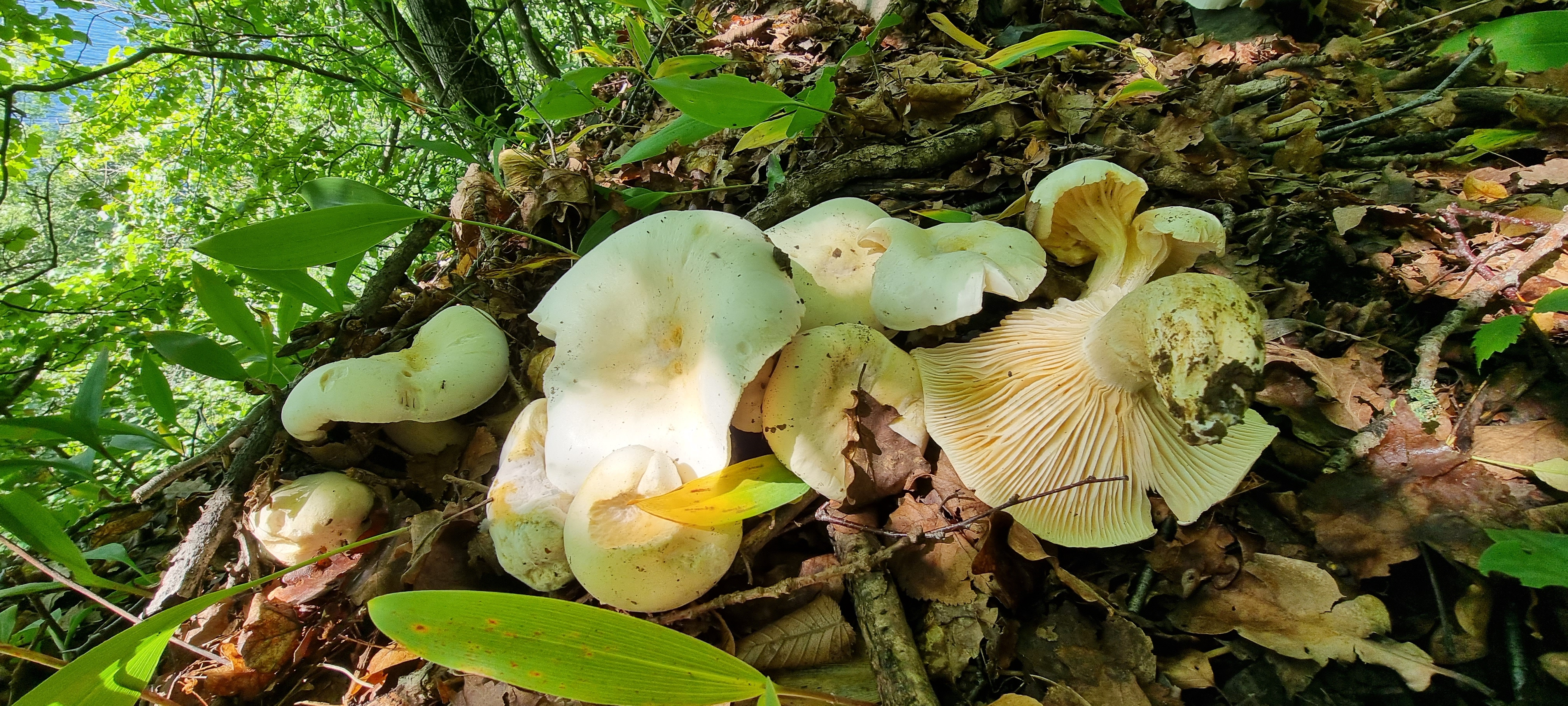 Porsgrunn får 750 000 kroner til artskartlegging i 2026