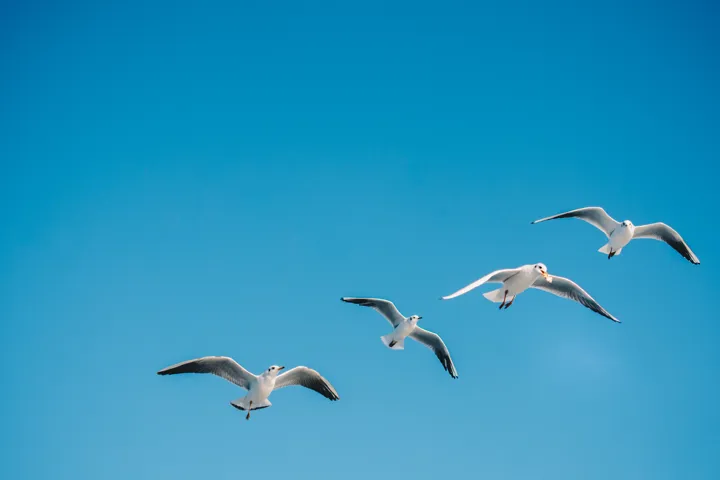 31157685 Seagulls Flying In The Sky
