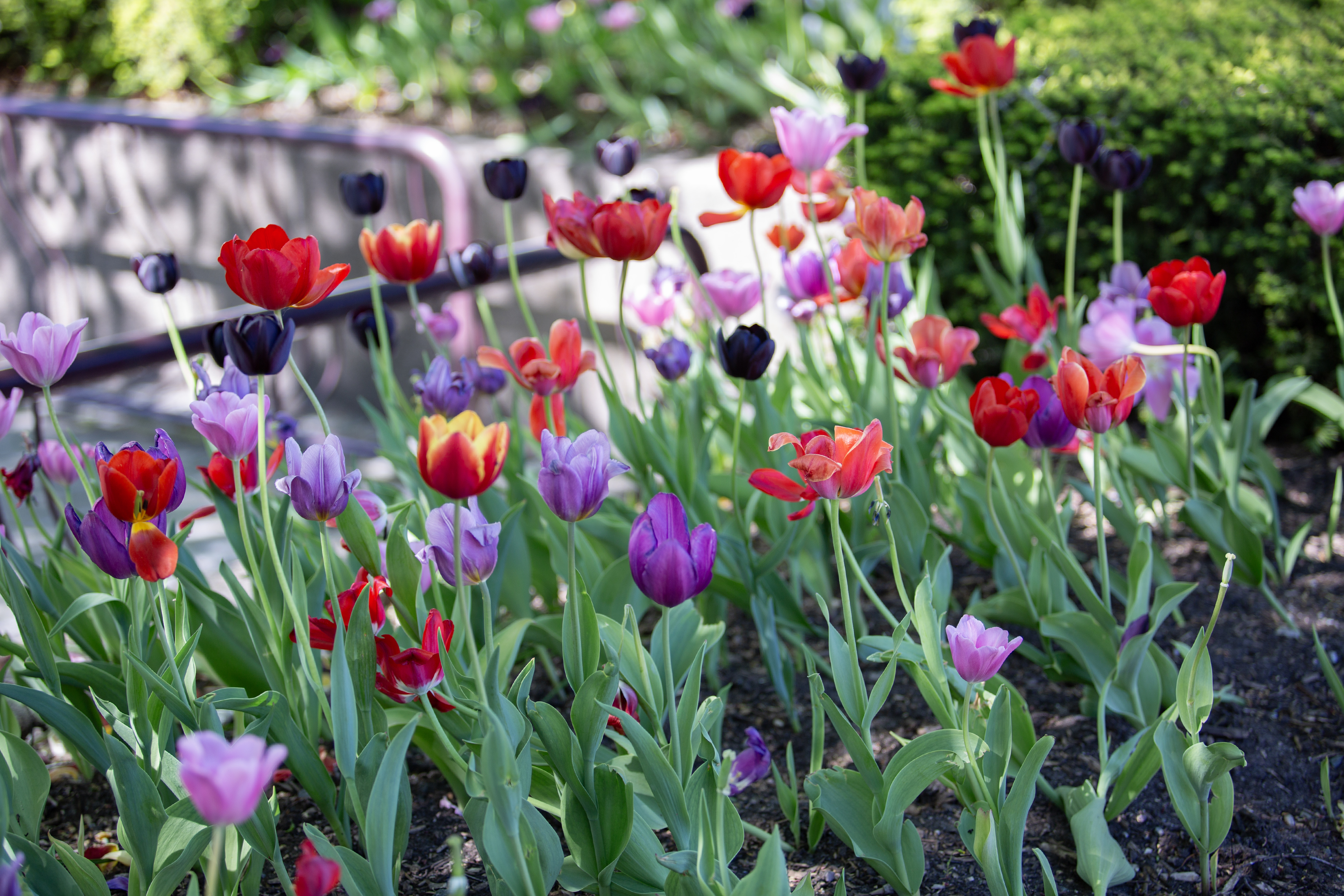 Tulipaner Foto: Kai Hansen