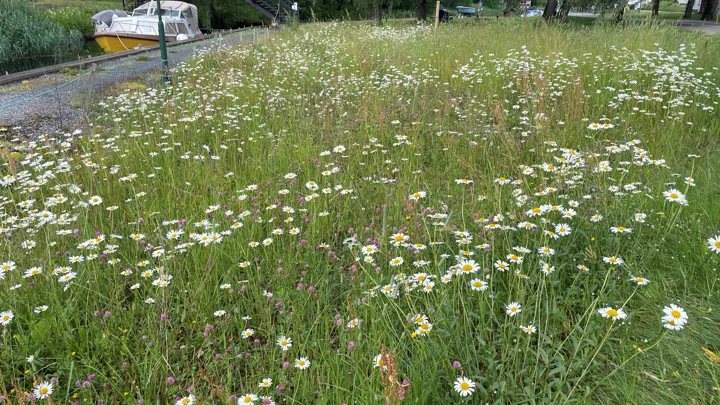 Pollinator Sundjordet