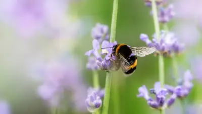 Porsgrunn satser på pollinatorer